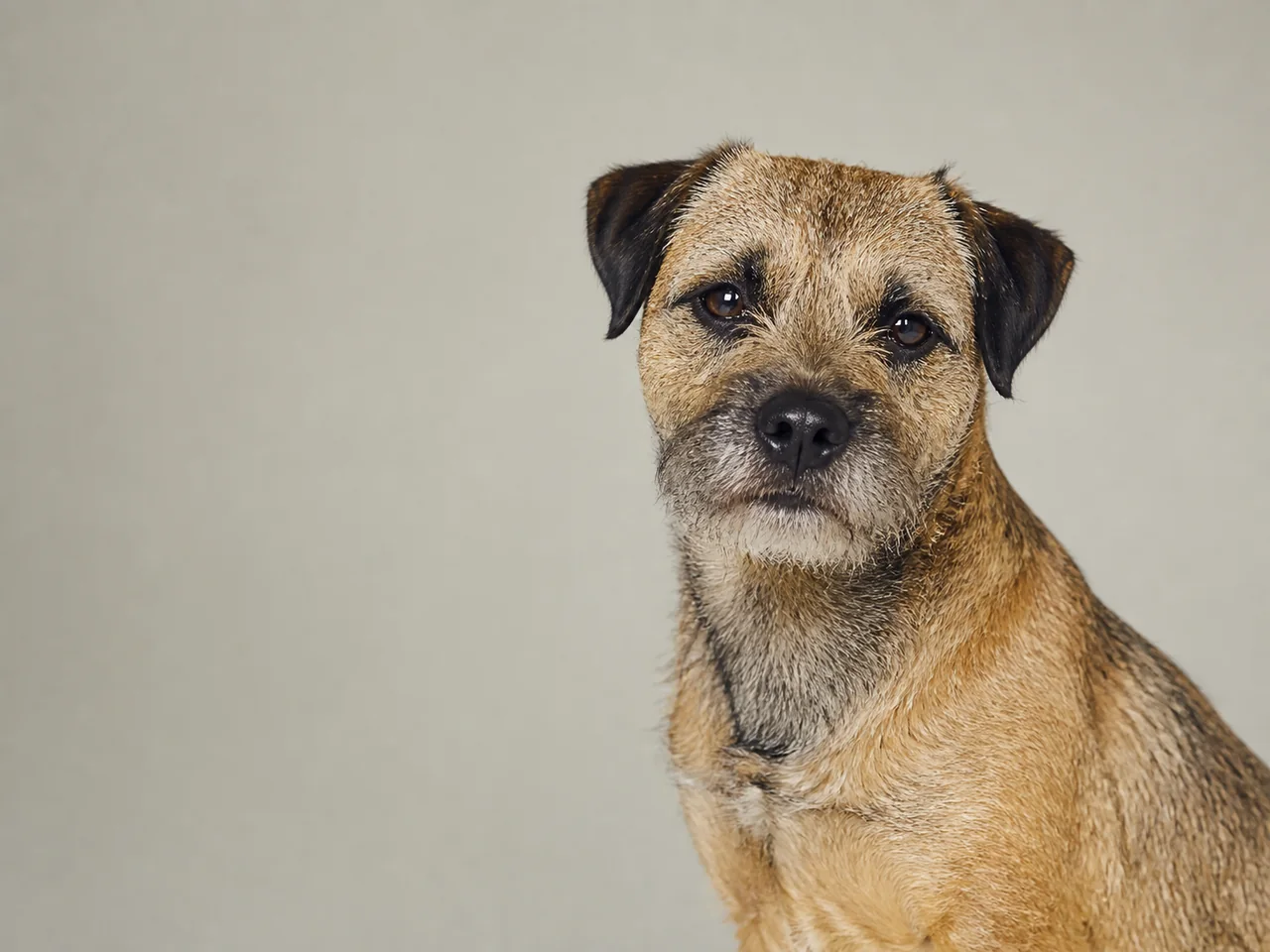 Healthy adult Border Terrier breed portrait