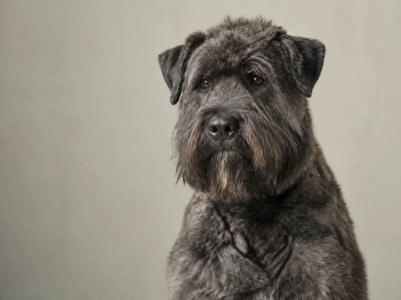 Healthy adult Bouvier des Flandres breed portrait