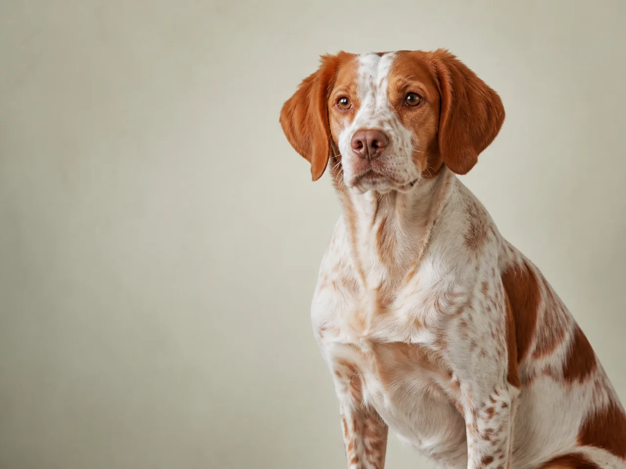 Healthy adult Brittany breed portrait
