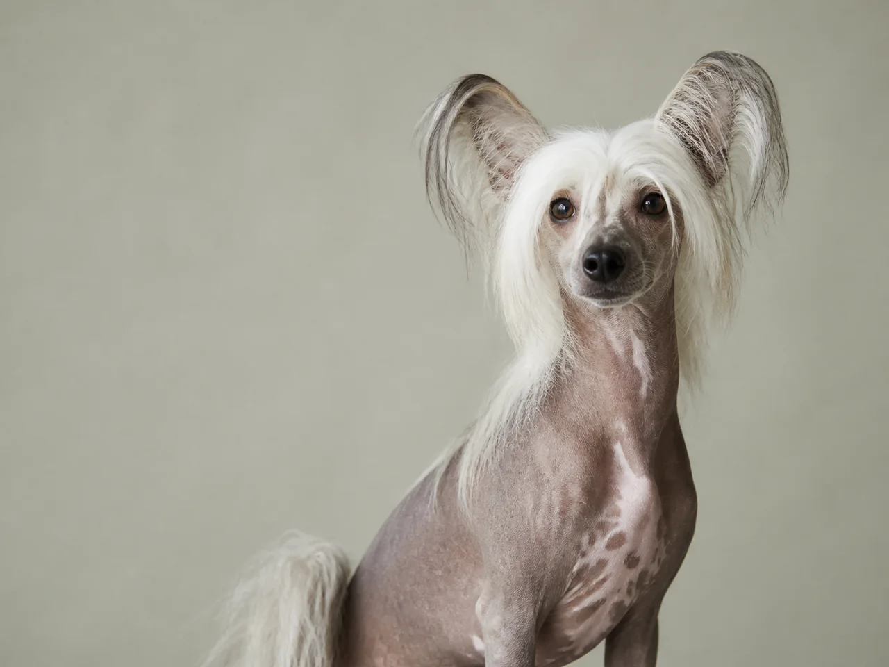 Healthy adult Chinese Crested breed portrait