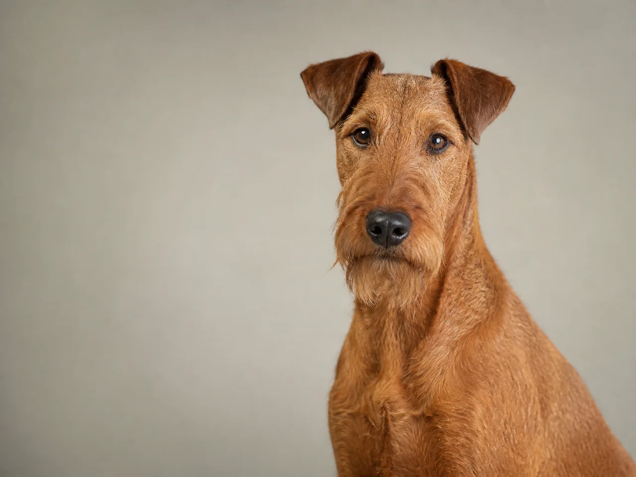 Healthy adult Irish Terrier breed portrait