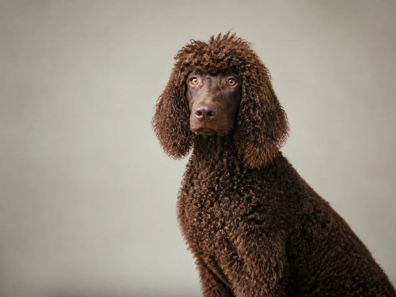 Healthy adult Irish Water Spaniel breed portrait