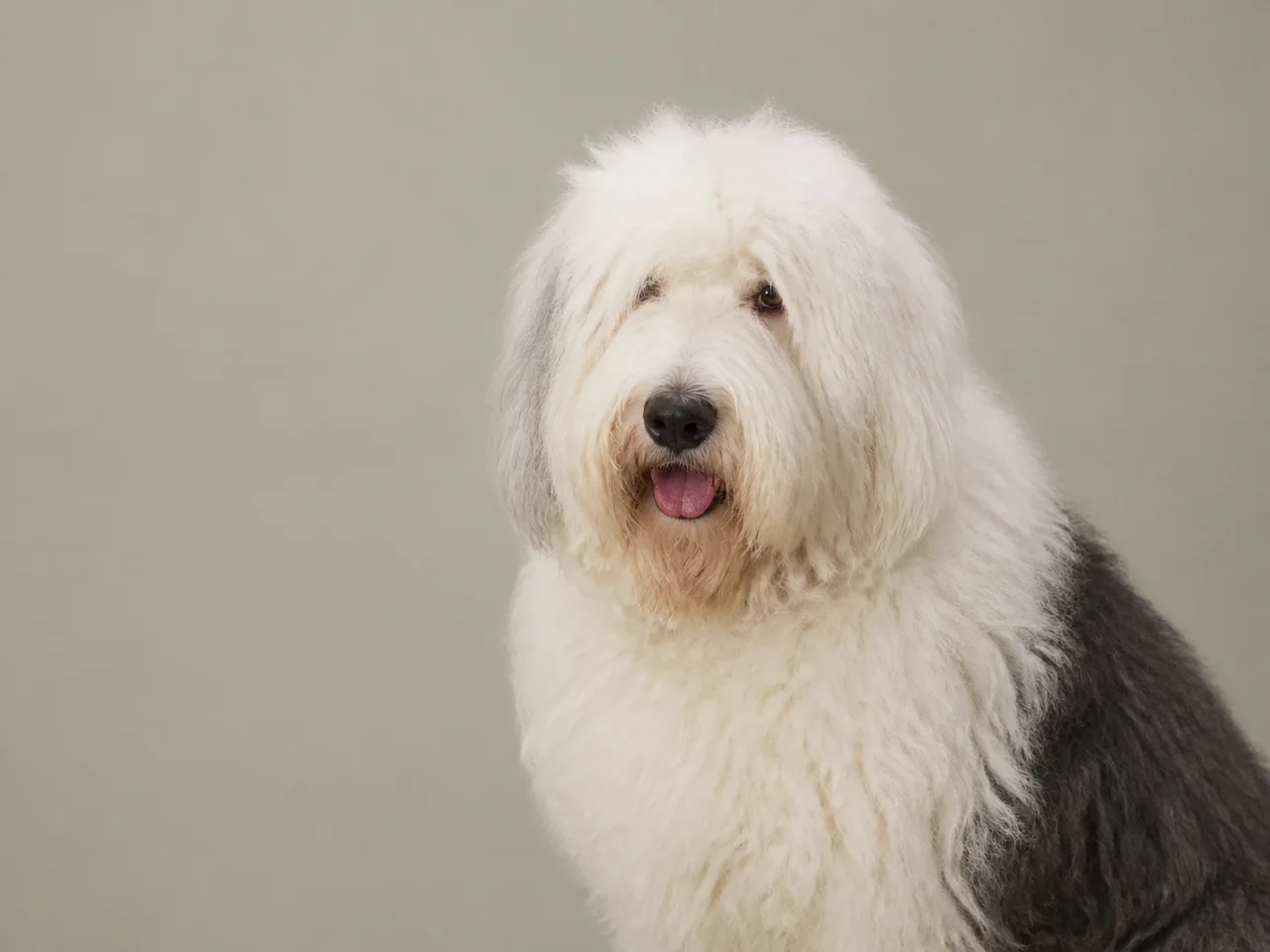 Healthy adult Old English Sheepdog breed portrait