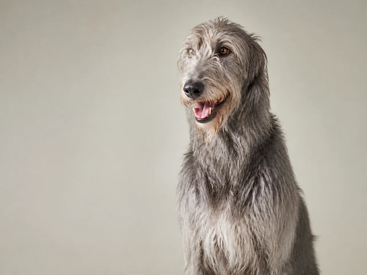 Healthy adult Scottish Deerhound breed portrait