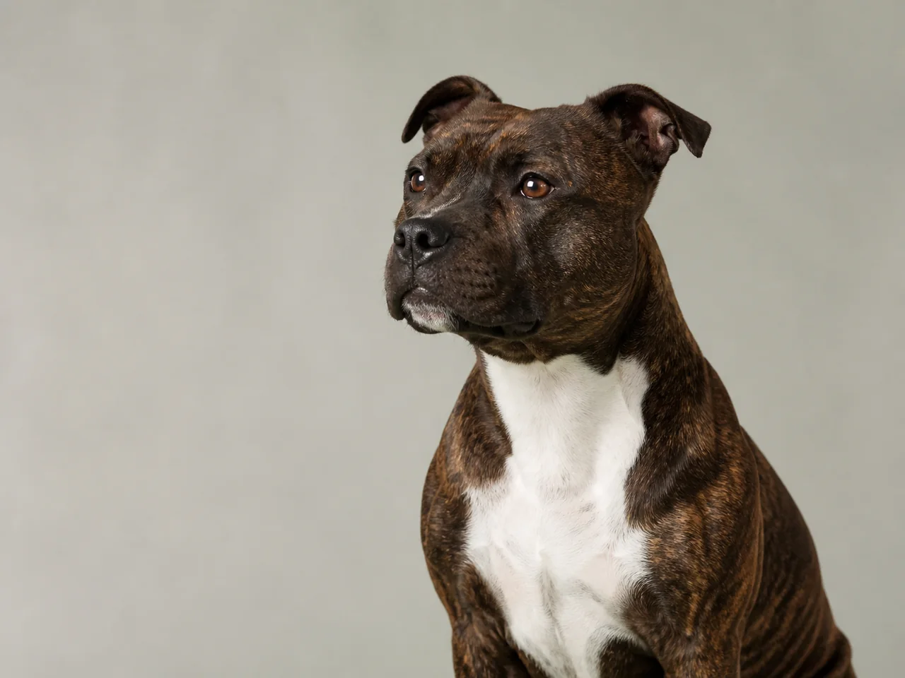 Healthy adult Staffordshire Bull Terrier breed portrait